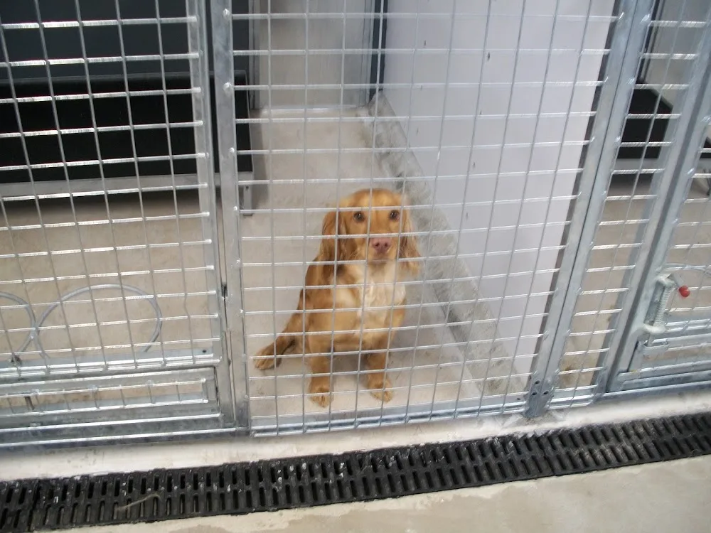Keelstown Boarding Kennels - Ards and North Down pet otel görseli 3