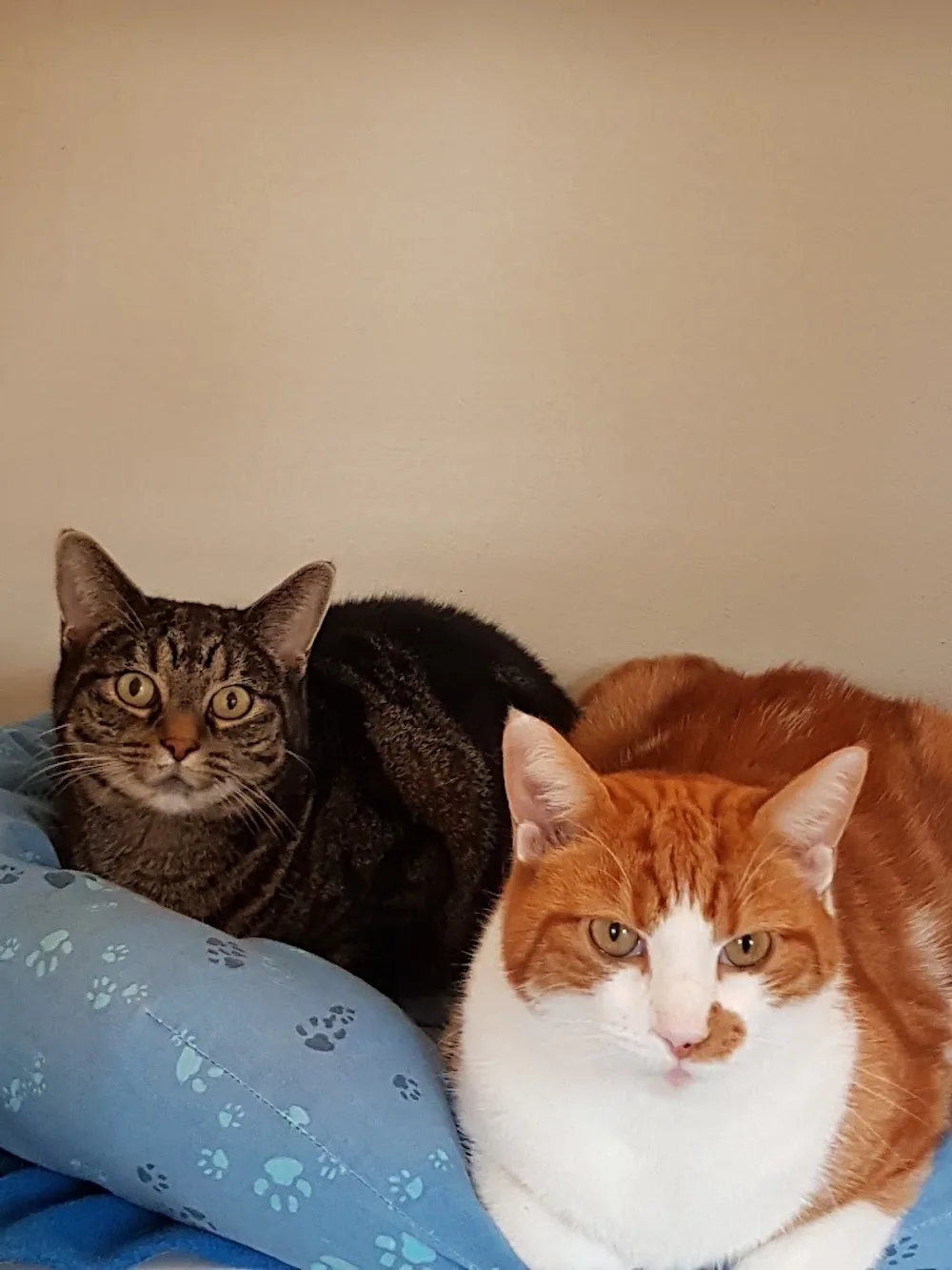 Peartree Cottage Cattery - Ards and North Down pet otel görseli 3