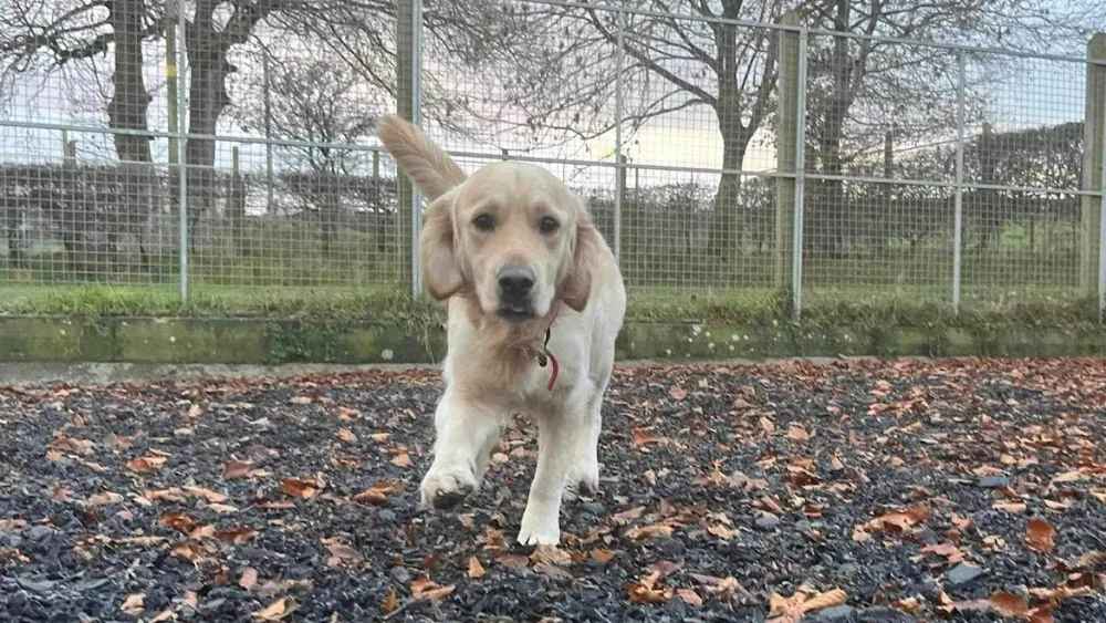 Whinney Hill Kennels - Ards and North Down pet otel görseli 2