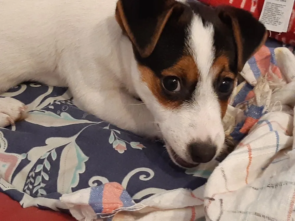 Allevamento Tabarrino Jack Russell , Pensione per Cane - Arezzo pet otel görseli 3