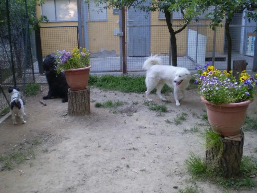 LA PENSIONE DI PATRICIA - Arezzo pet otel