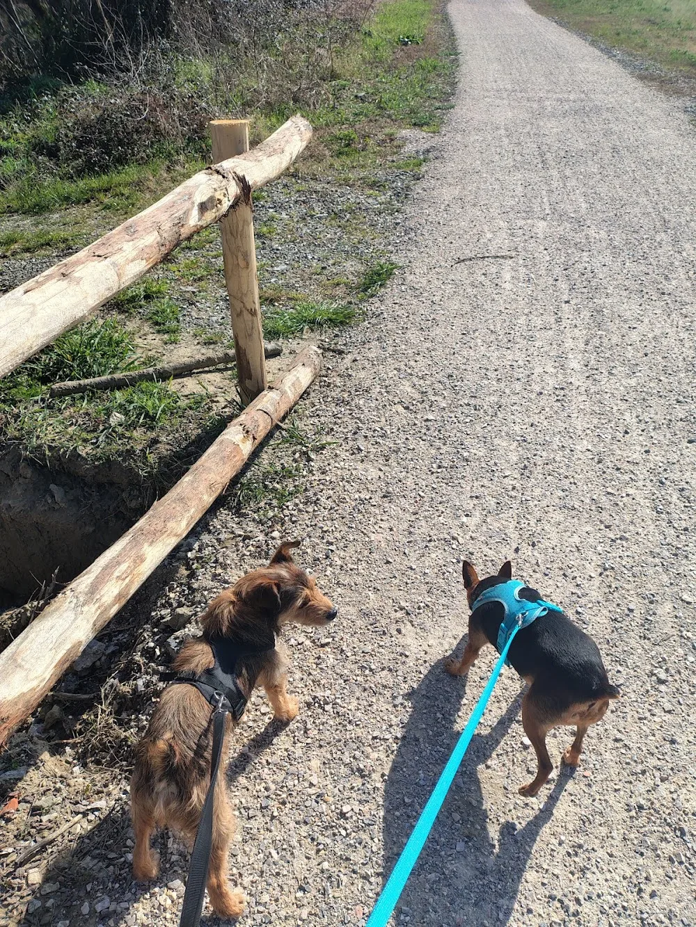 PENSIONE ANIMALI PET SITTING CAT&DOG SITTER BIBBIENA - Arezzo pet otel