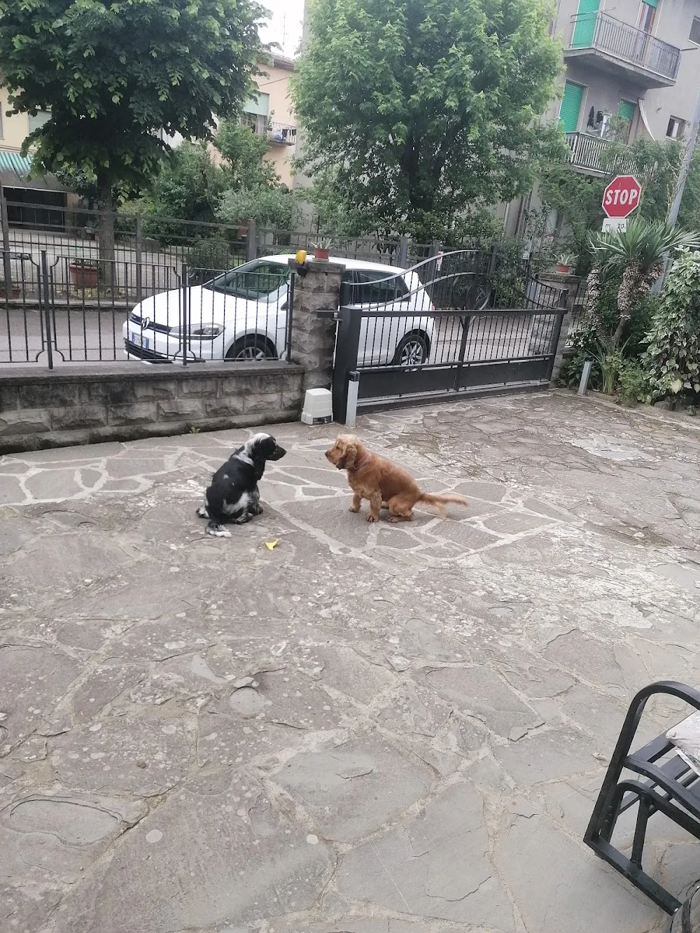 PENSIONE ANIMALI PET SITTING CAT&DOG SITTER BIBBIENA - Arezzo pet otel görseli 3