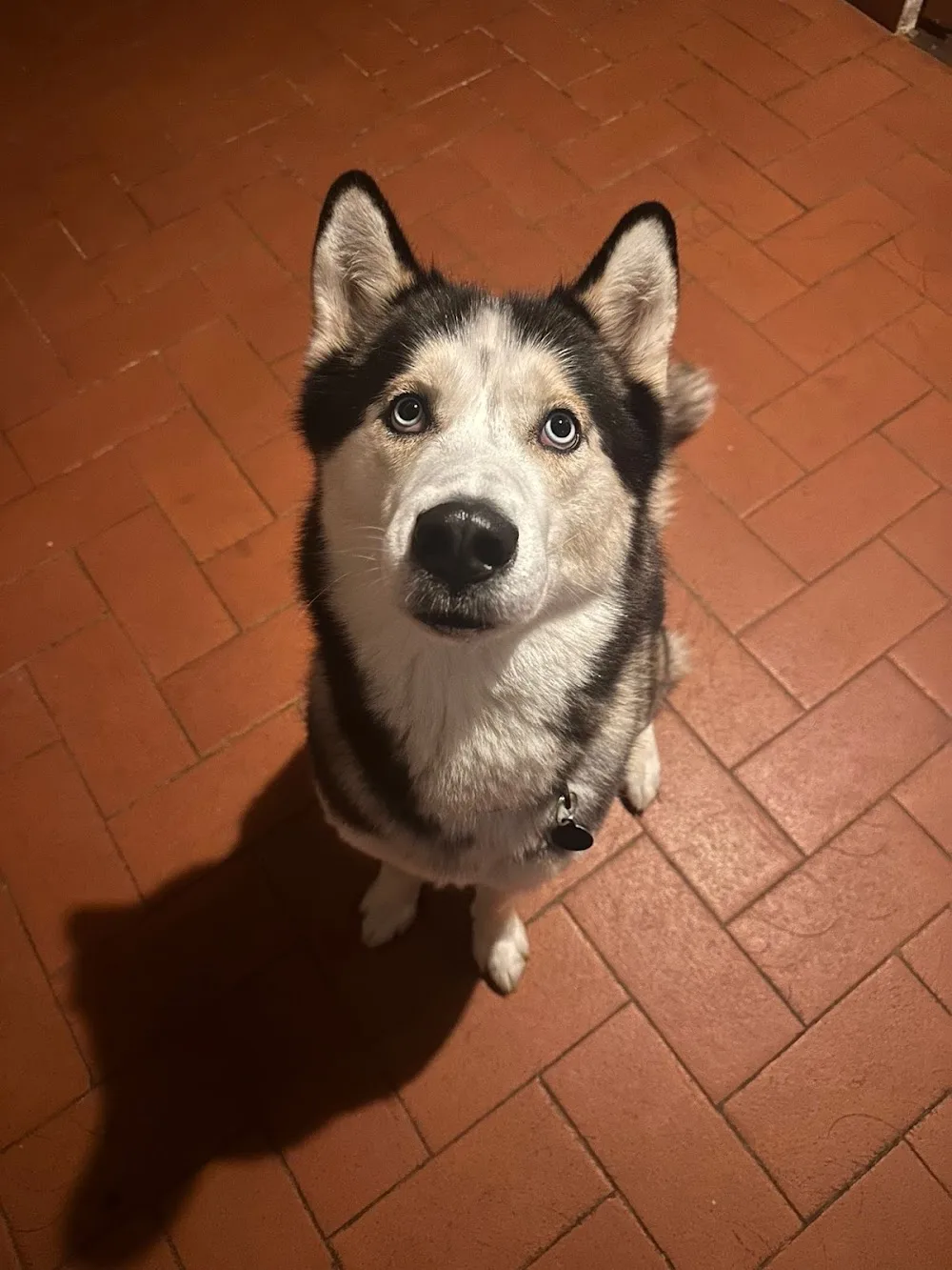 Sasha Pet Sitter - Arezzo pet otel görseli 3