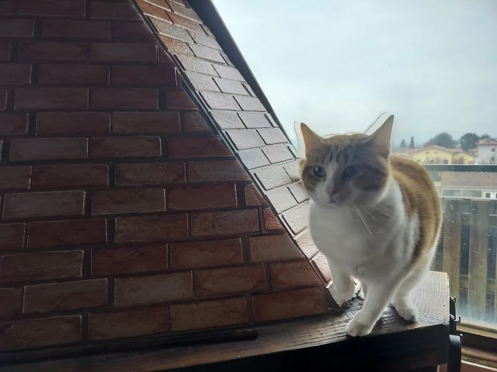 SERENA MAZZI PENSIONE ANIMALI CASENTINO BIBBIENA CAT SITTER BAUMIAURESIDENCE - Arezzo pet otel