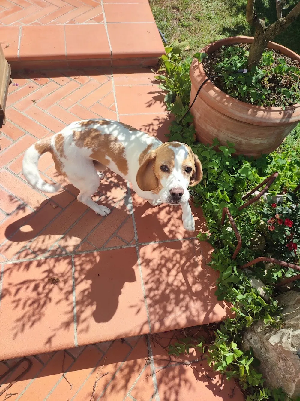 SERENA MAZZI PENSIONE ANIMALI CASENTINO BIBBIENA CAT SITTER BAUMIAURESIDENCE - Arezzo pet otel görseli 3