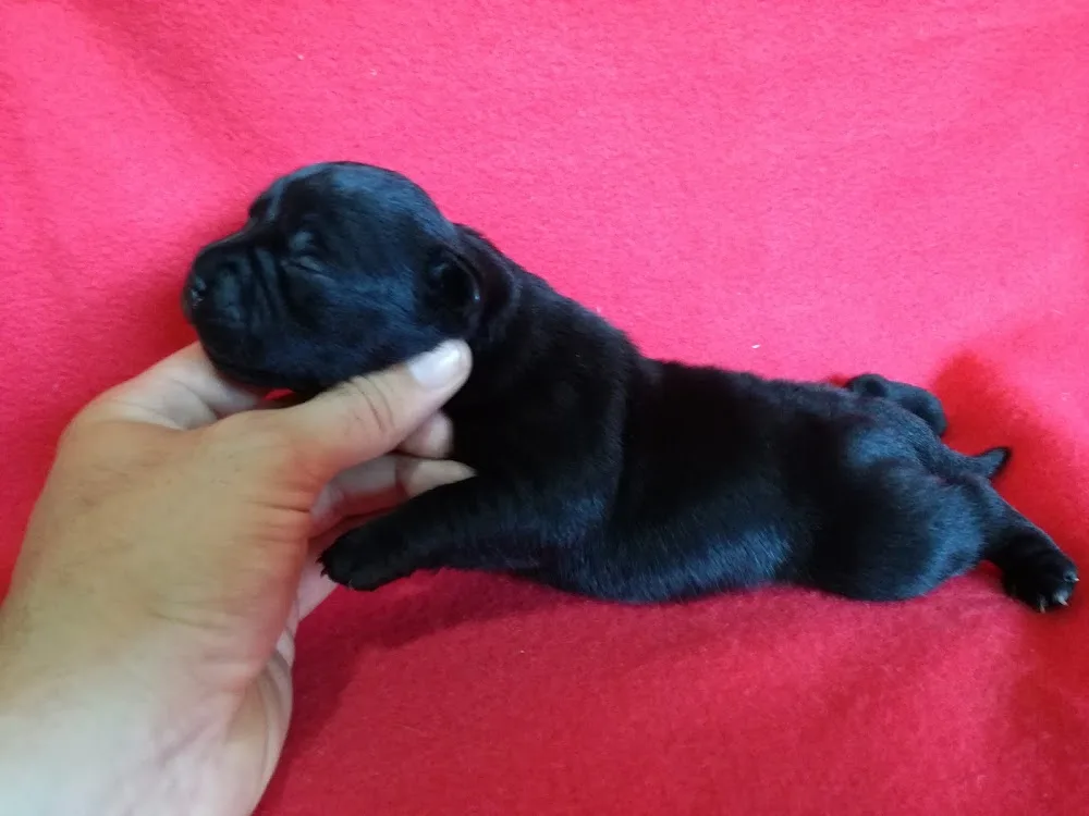 Kennel Royal Kingmaster - Argeș pet otel