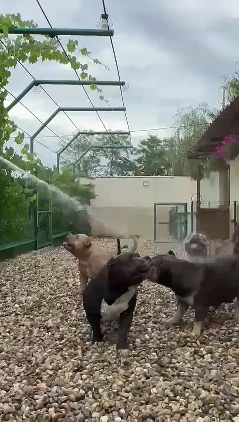 Paun's Edition Kennel (Gabriel Păun) - Argeș pet otel