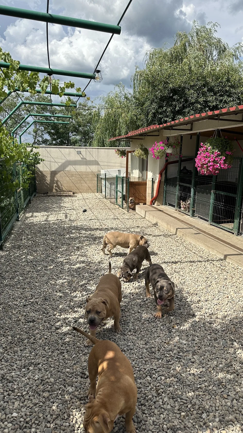 Paun's Edition Kennel (Gabriel Păun) - Argeș pet otel görseli 3