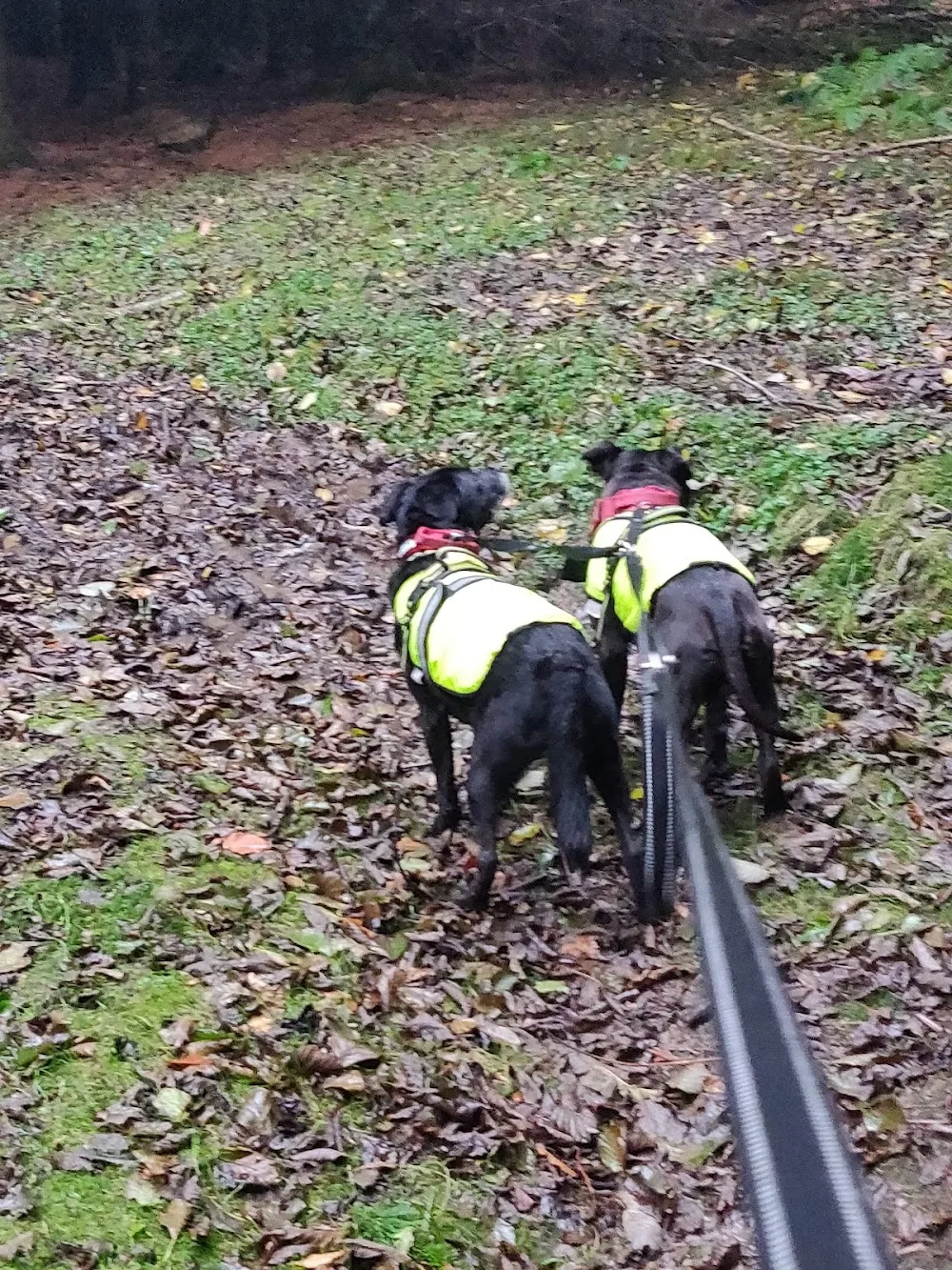 Allers Farm Kennels - Argyll and Bute pet otel görseli 3
