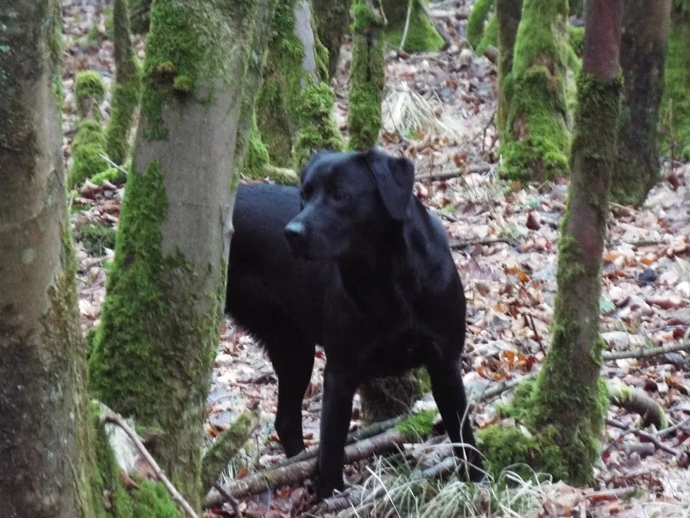 Ardoch Boarding Kennels - Argyll and Bute pet otel