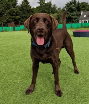 Arisaig Luxury Kennels & Grooming - Argyll and Bute pet otel görseli 3
