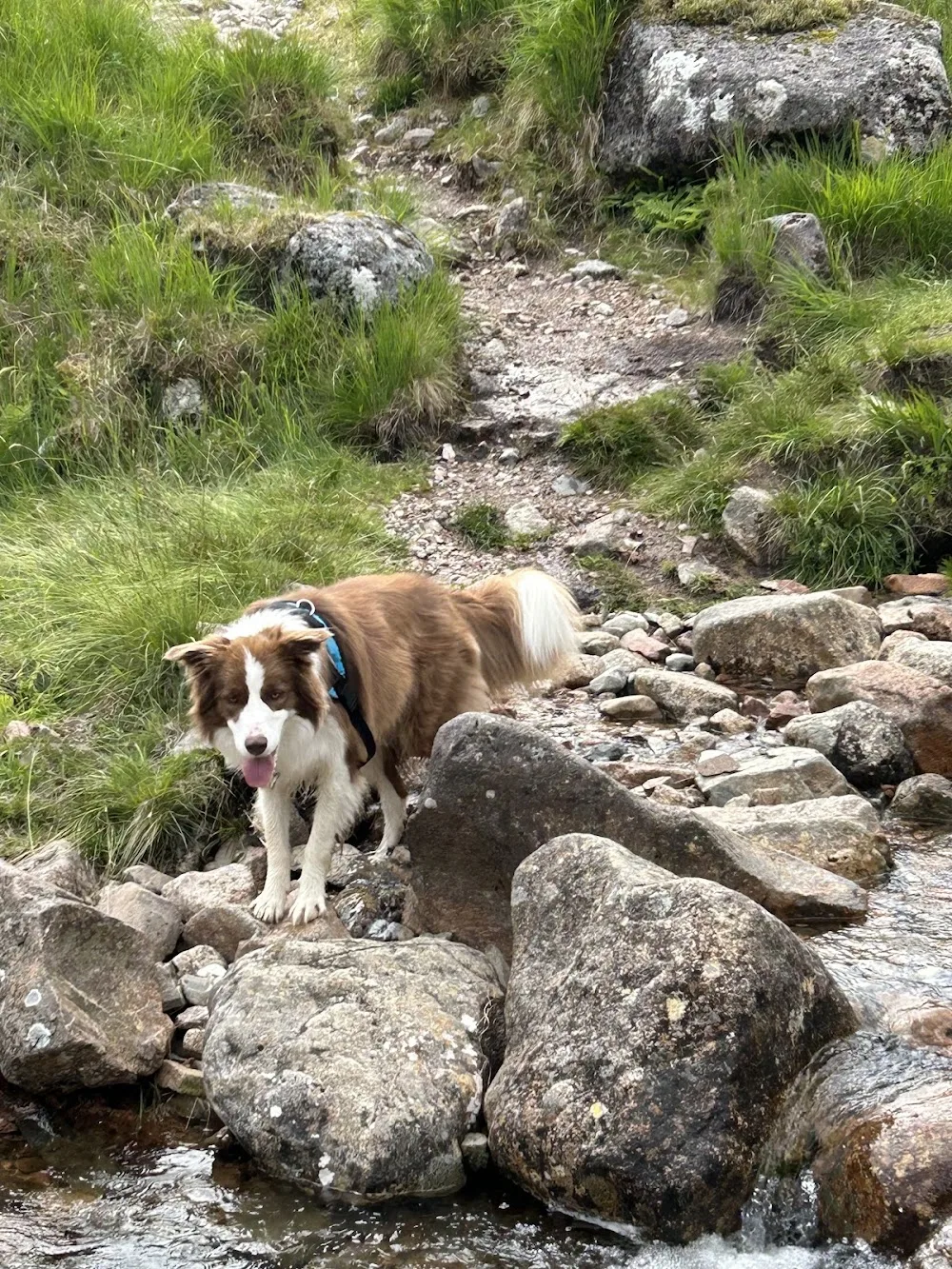 Ballachulish Bed & Biscuits - Argyll and Bute pet otel görseli 3