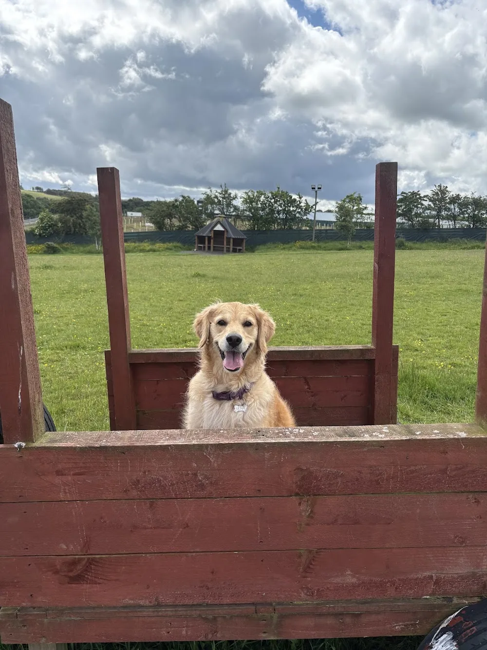 Bellslea Hills Pet Hotel & Spa - Argyll and Bute pet otel görseli 3