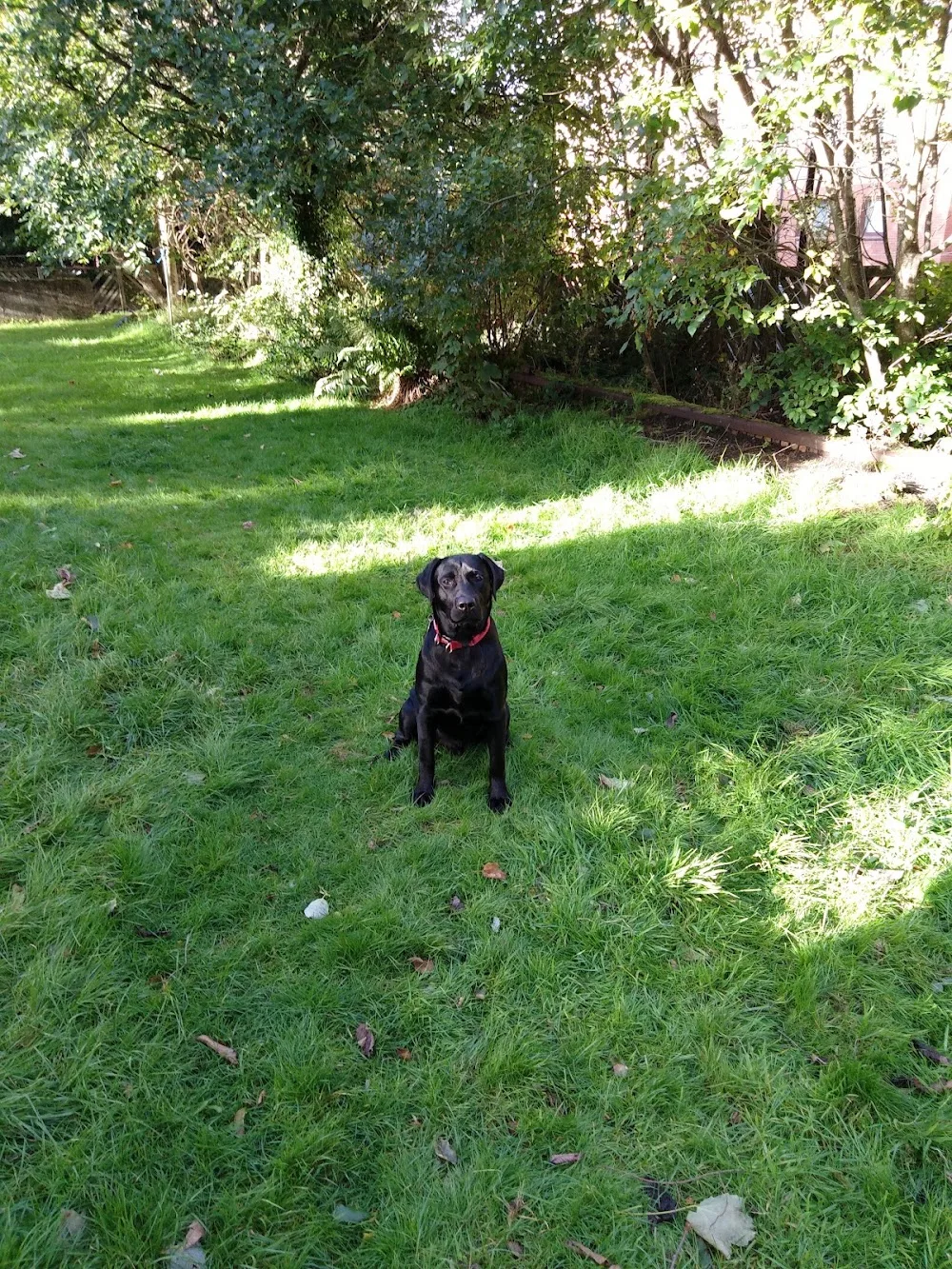 Happy Hound Hotel - Argyll and Bute pet otel