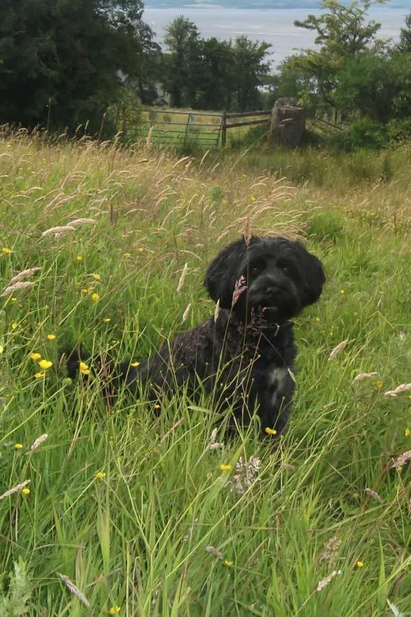 Happy Hound Hotel - Argyll and Bute pet otel görseli 3
