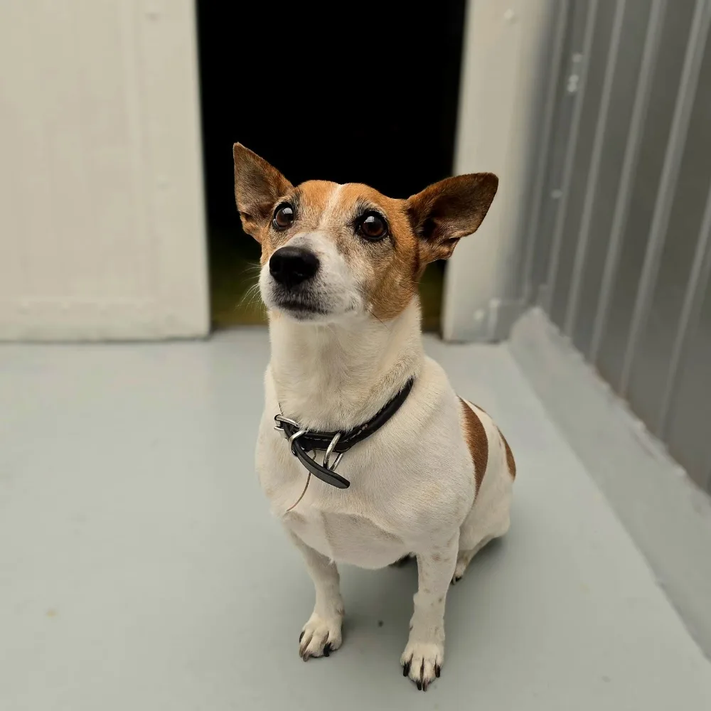 HARTFIELD BOARDING KENNELS & GROOMING - Argyll and Bute pet otel görseli 3