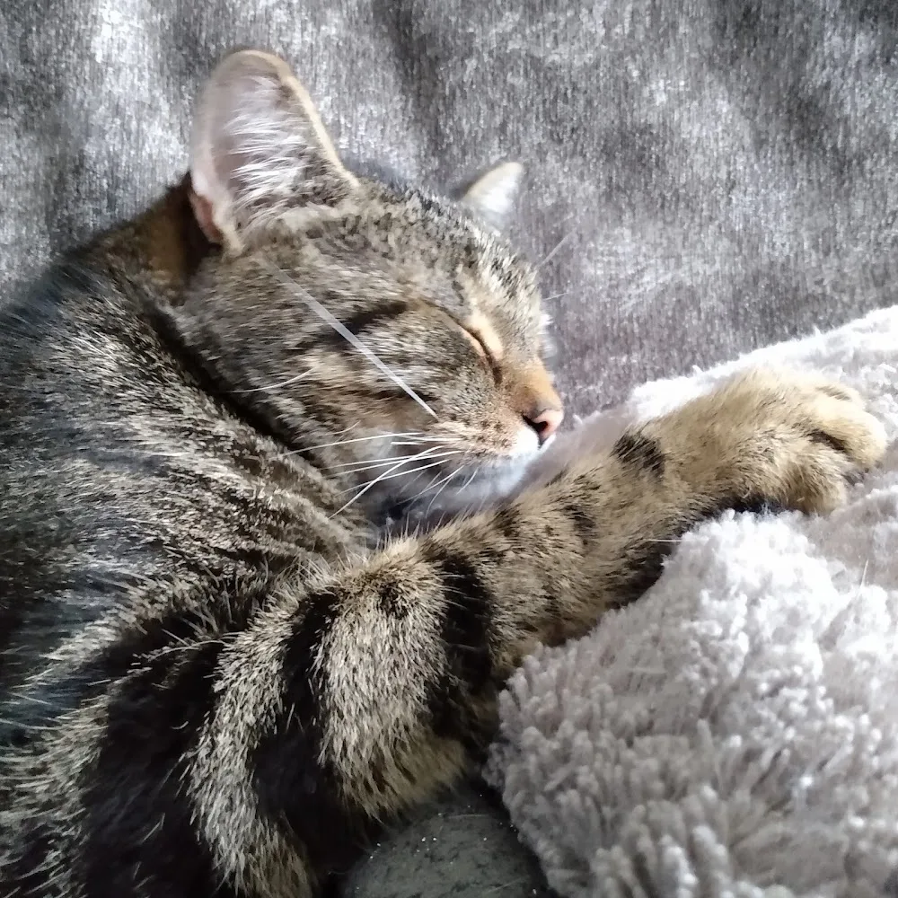 Killeonan Cat Lodge - Argyll and Bute pet otel