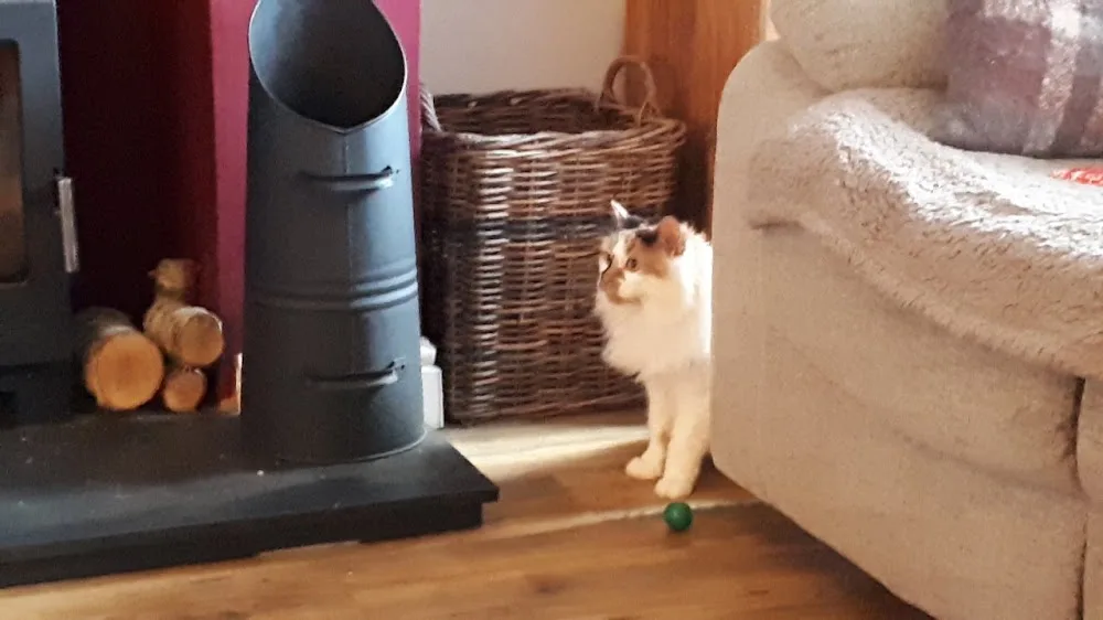 Langslie Cattery - Argyll and Bute pet otel