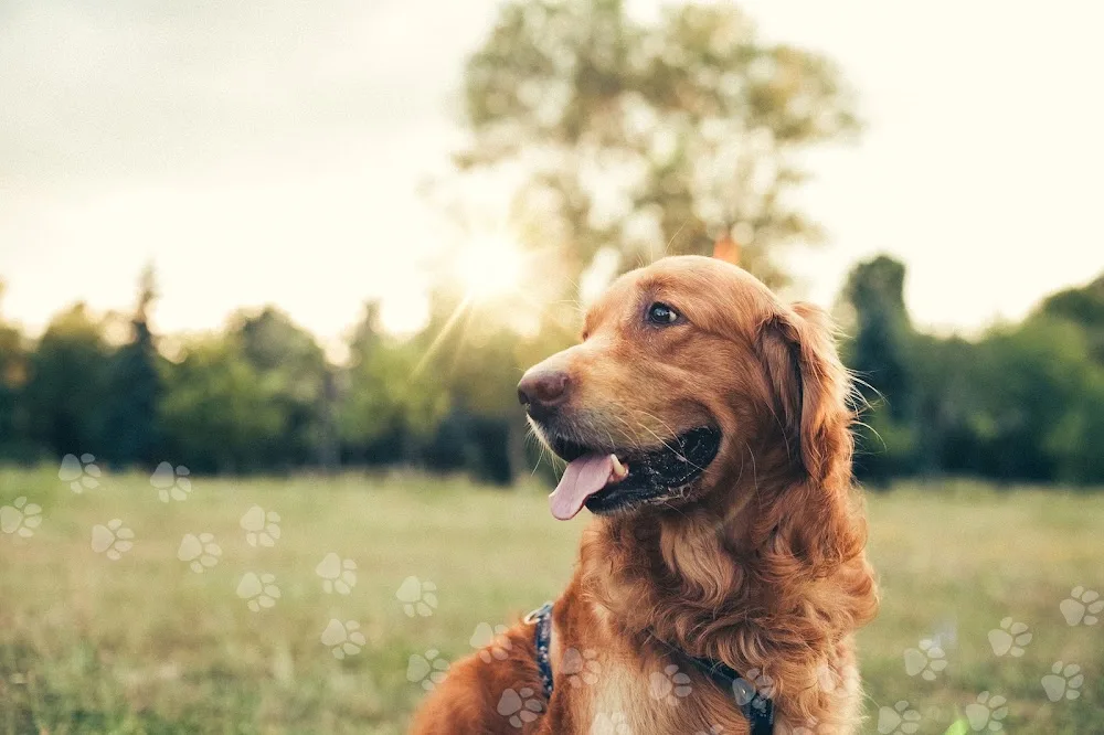 Lawersbridge Dog Boarding and Day Kennels - Argyll and Bute pet otel