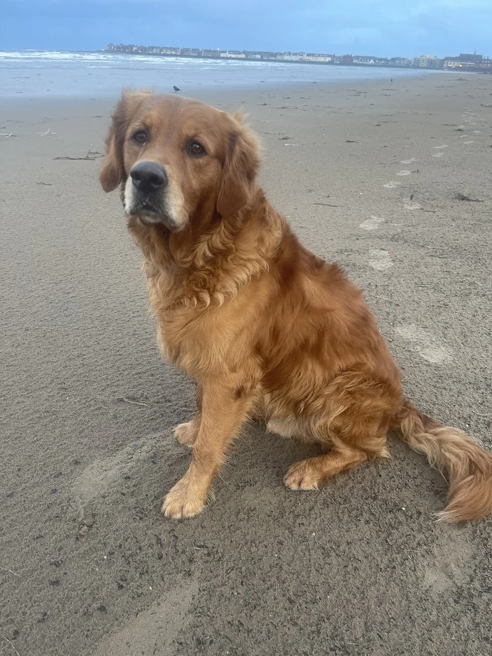 Lawersbridge Dog Boarding and Day Kennels - Argyll and Bute pet otel görseli 3
