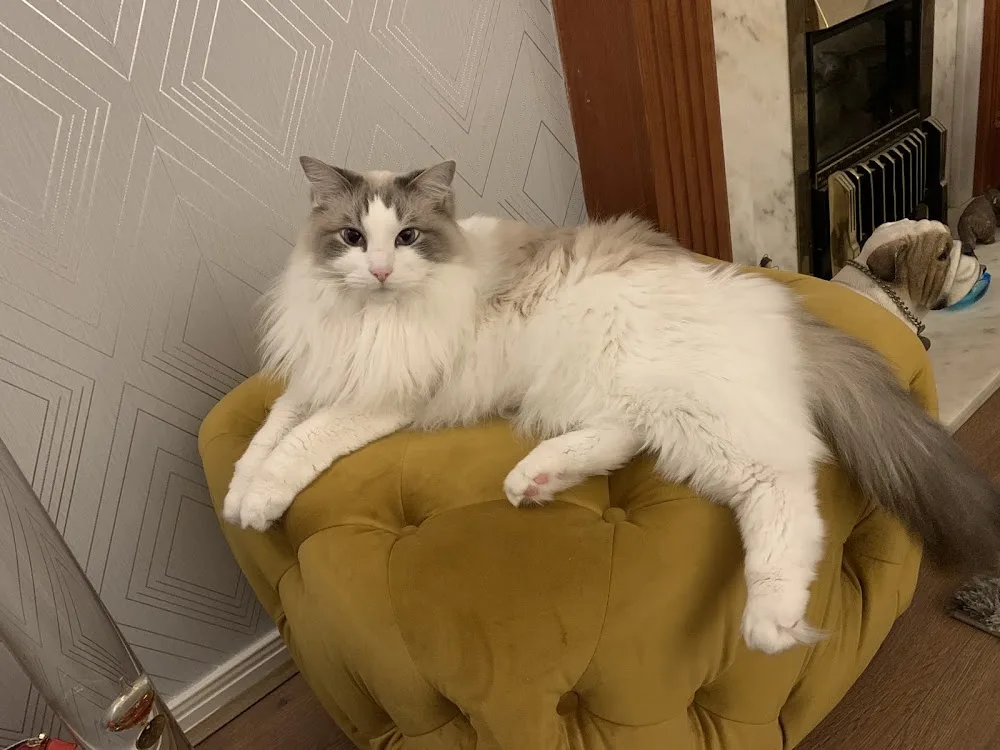Maythorne Cottage 5 Star Luxury Cattery - Argyll and Bute pet otel görseli 2