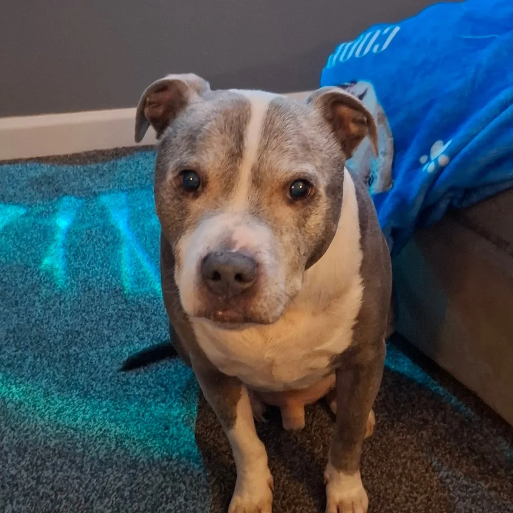 Mayville Luxury Dog Boarding - Argyll and Bute pet otel görseli 3