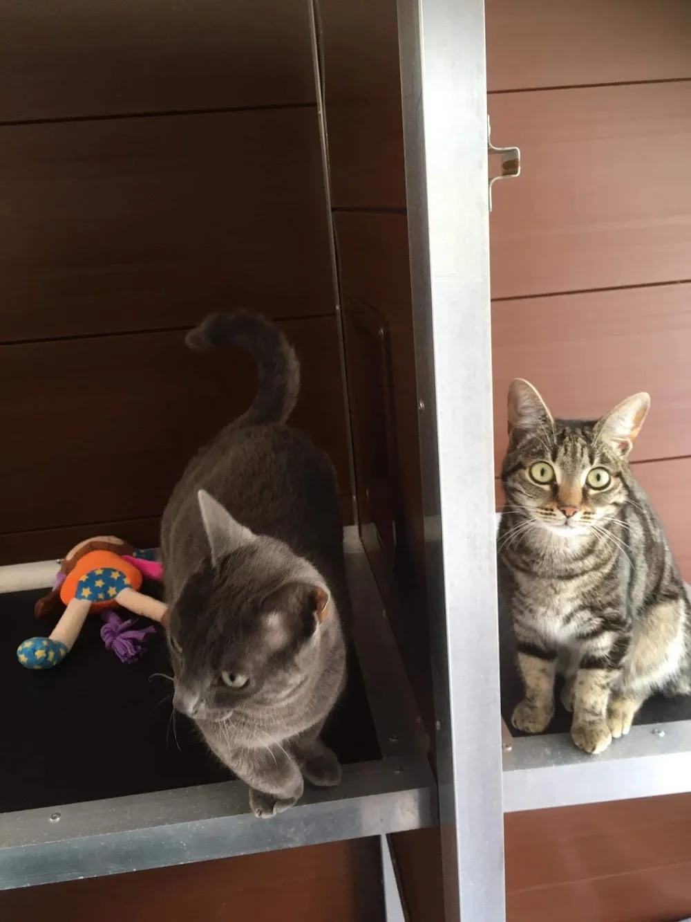 Meadowside Cattery - Argyll and Bute pet otel görseli 2