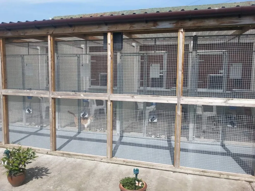 Meadowside Cattery - Argyll and Bute pet otel görseli 3