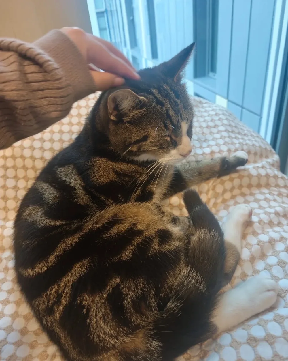 Meowtel Cattery - Argyll and Bute pet otel görseli 2
