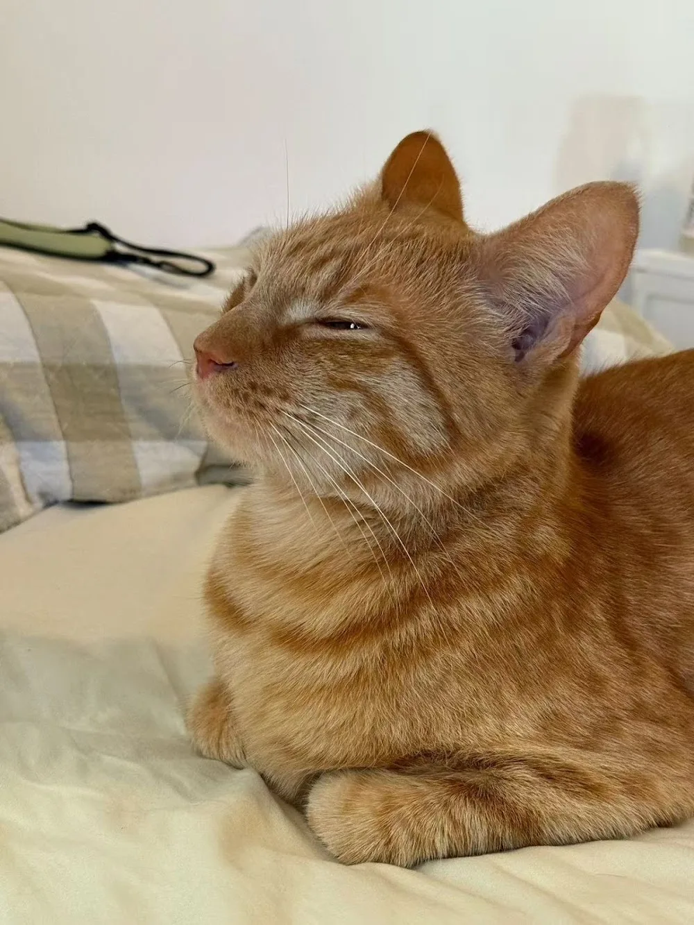 Meowtel Cattery - Argyll and Bute pet otel görseli 3