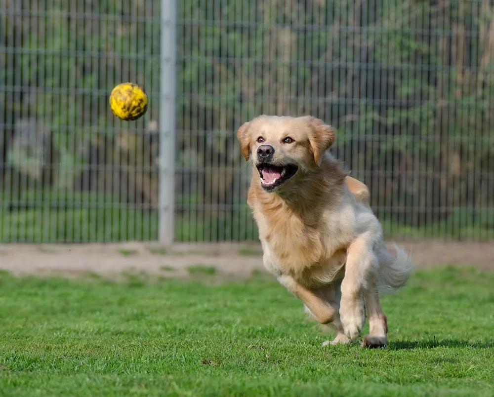 Narrowfield Boarding Kennels & Cattery - Argyll and Bute pet otel