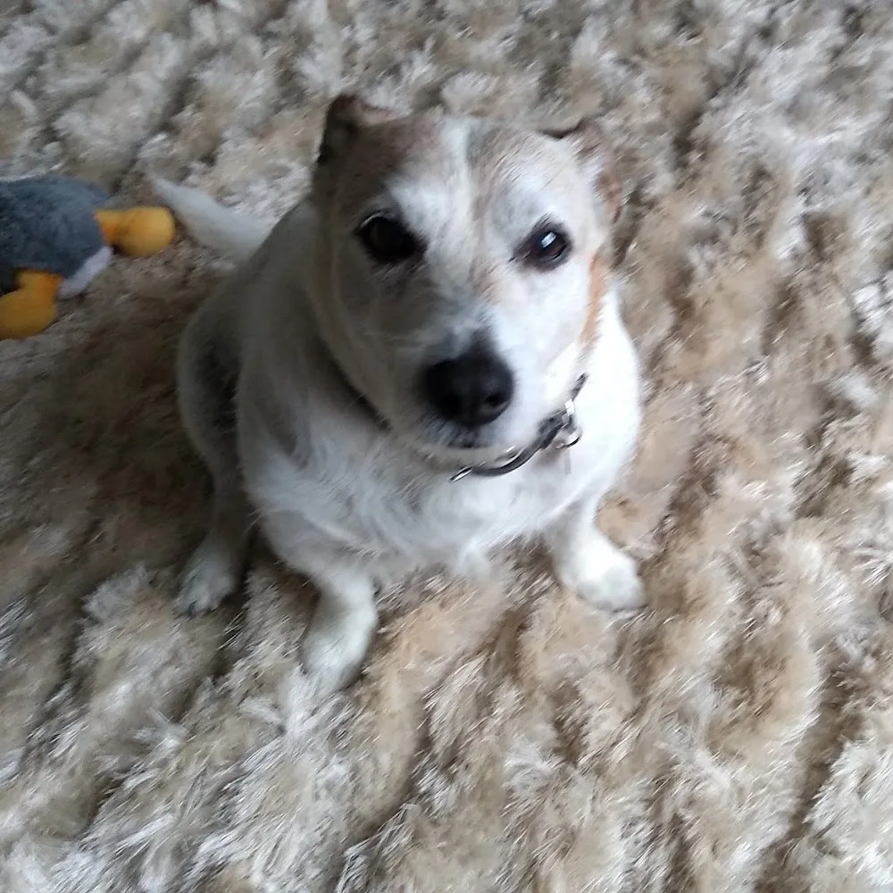 Narrowfield Boarding Kennels & Cattery - Argyll and Bute pet otel görseli 5