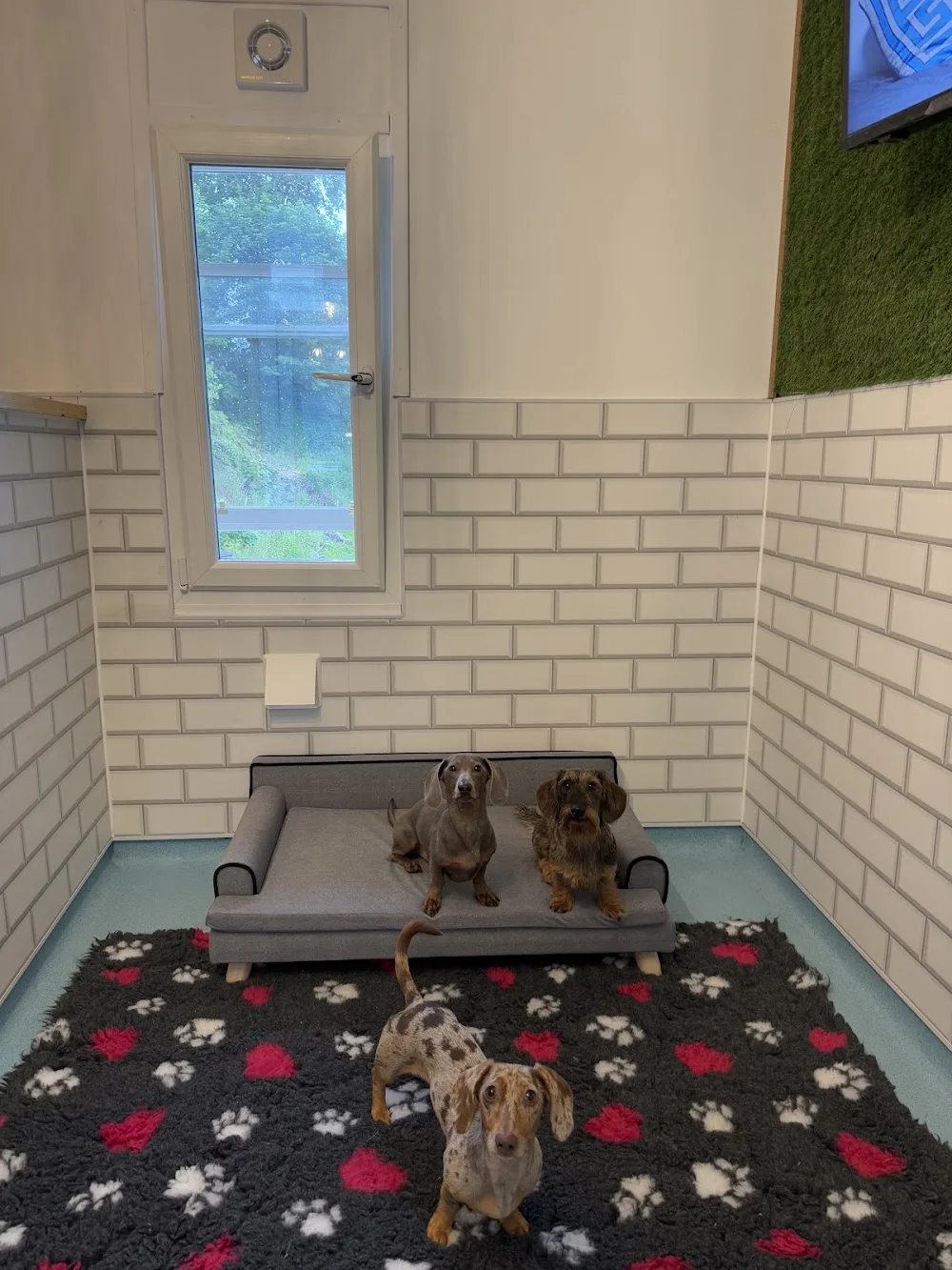 Paw Prints Dog Hotel - Argyll and Bute pet otel görseli 3