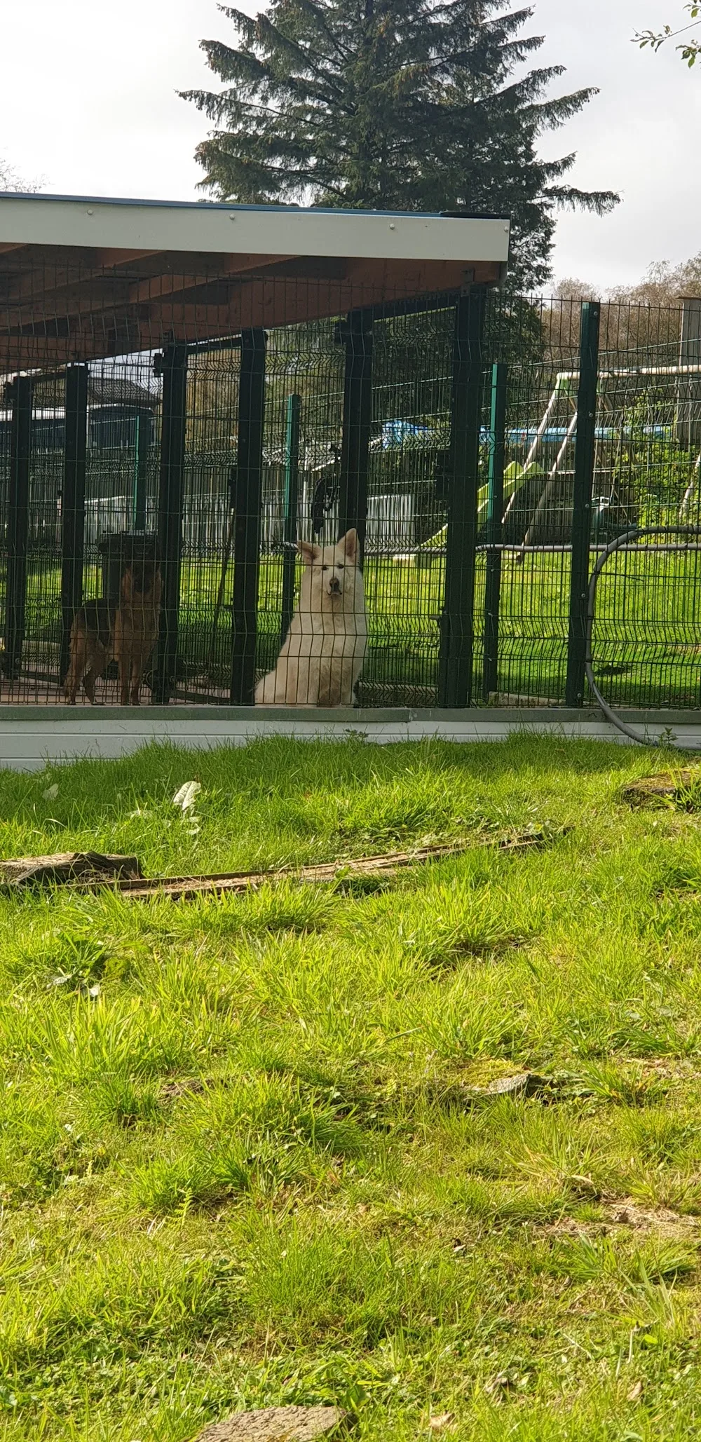 Ringstone Boarding Kennels and Cattery - Argyll and Bute pet otel görseli 3