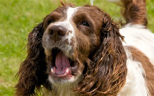 Riverside Kennels - Argyll and Bute pet otel görseli 2