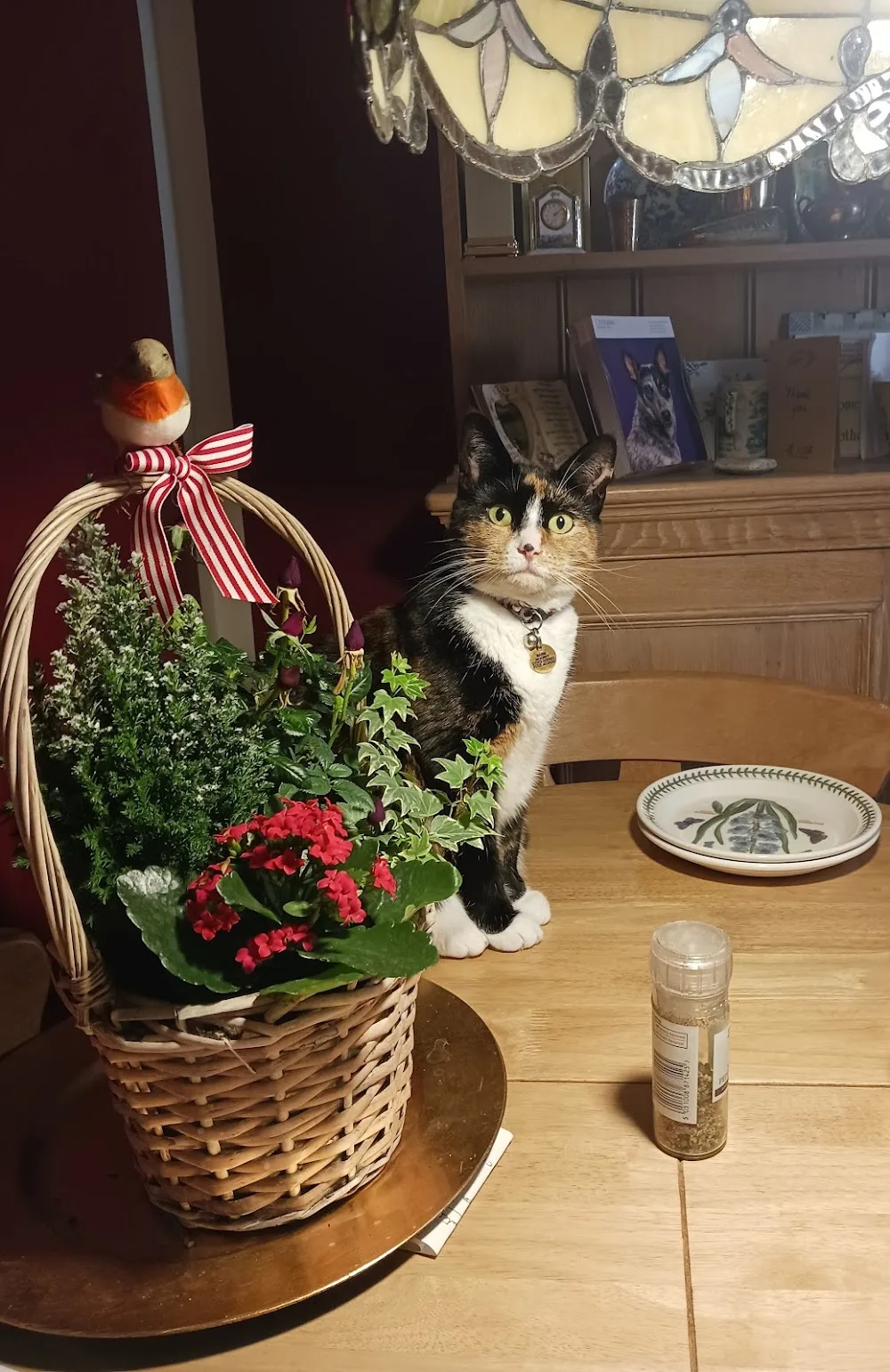 Rose Cottage Cattery - Argyll and Bute pet otel görseli 2