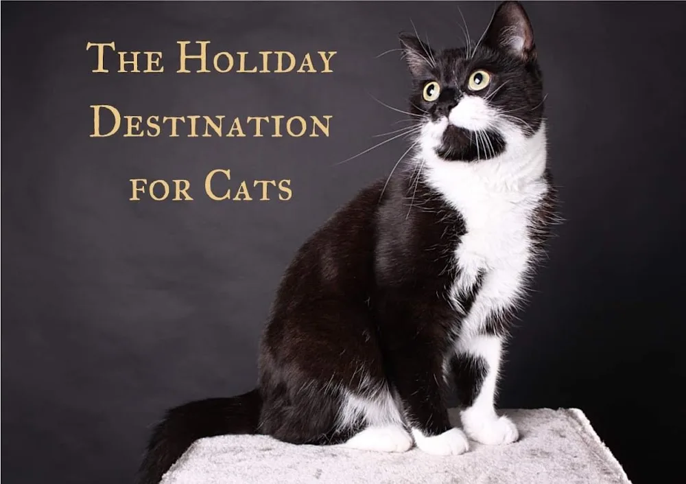 The Purr Hotel - Argyll and Bute pet otel görseli 2