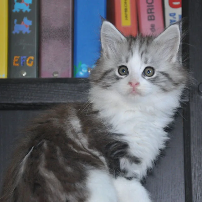 Chatterie De La Croix Lorraine - Ariège pet otel