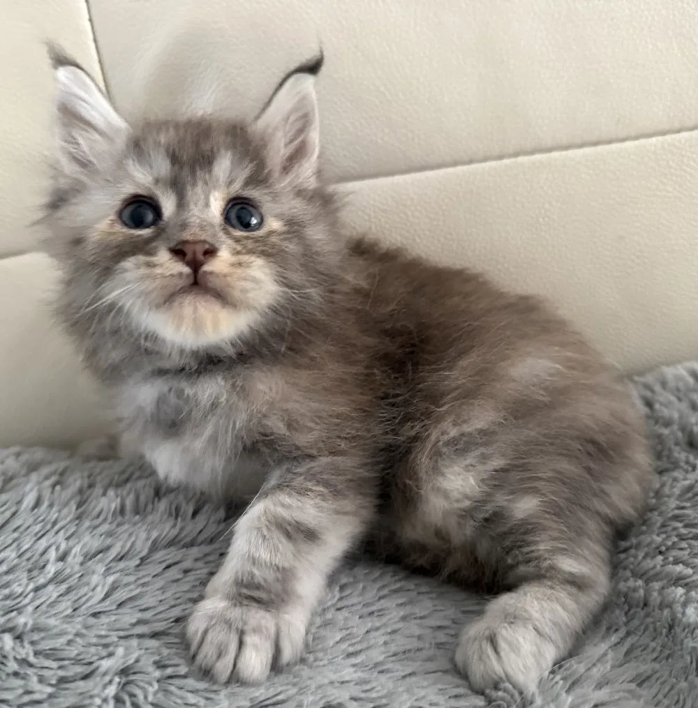 Chatterie De La Croix Lorraine - Ariège pet otel görseli 3