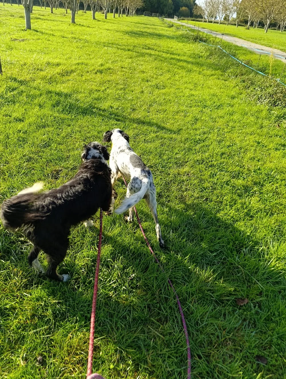 Chez Leeloo, auberge canine - Ariège pet otel görseli 3