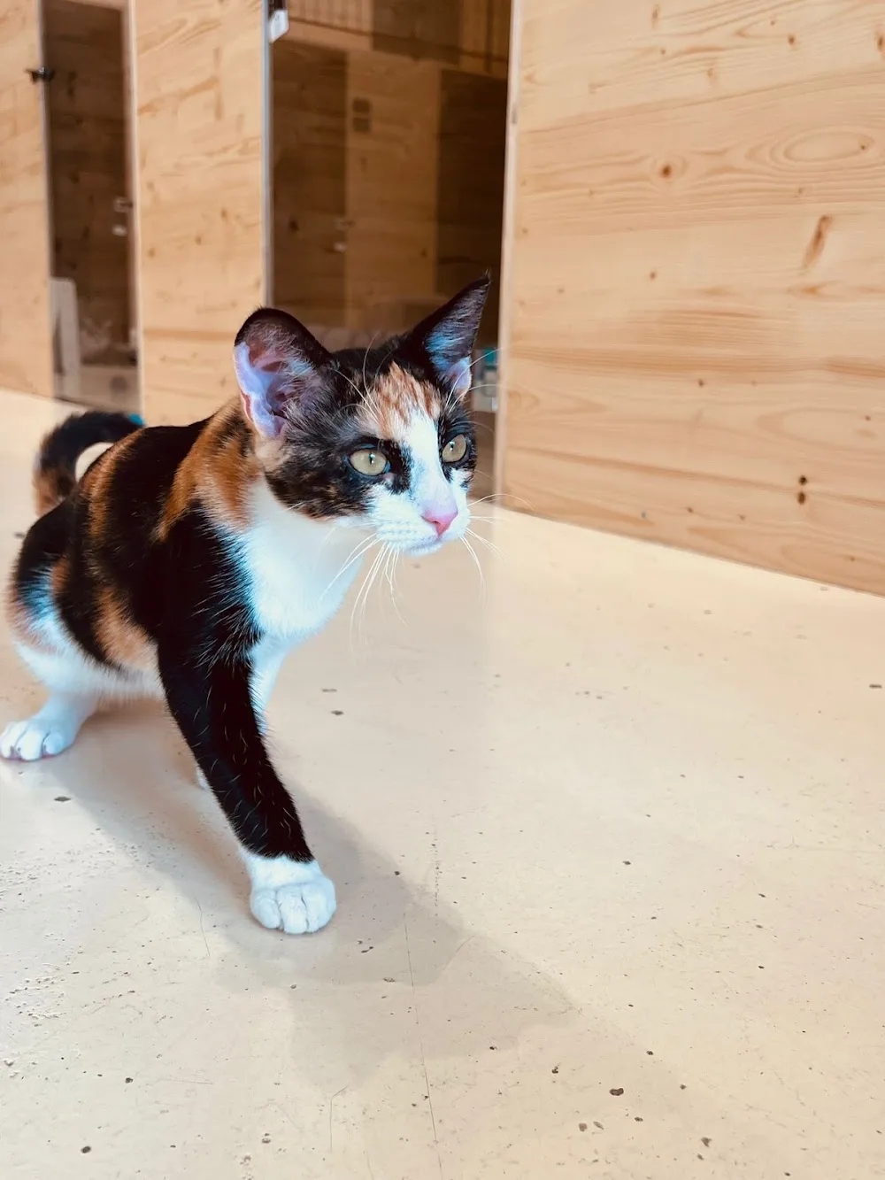 Georges Cat Colomiers - Ariège pet otel görseli 9