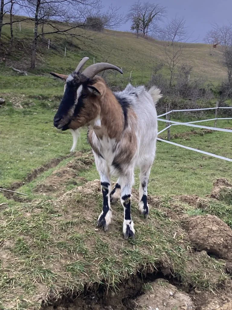 La Bellakina - ferme pédagogique sur réservation, pension équine et médiation animale - Ariège pet otel görseli 3