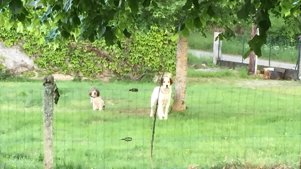 La Dog'Colo - Ariège pet otel görseli 6