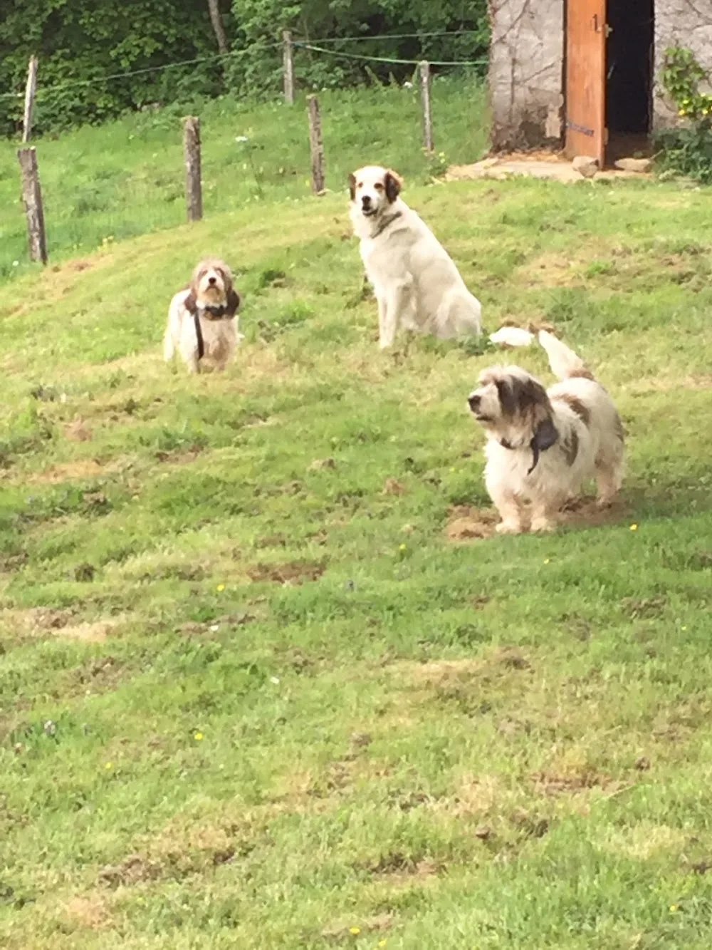 La Dog'Colo - Ariège pet otel görseli 7