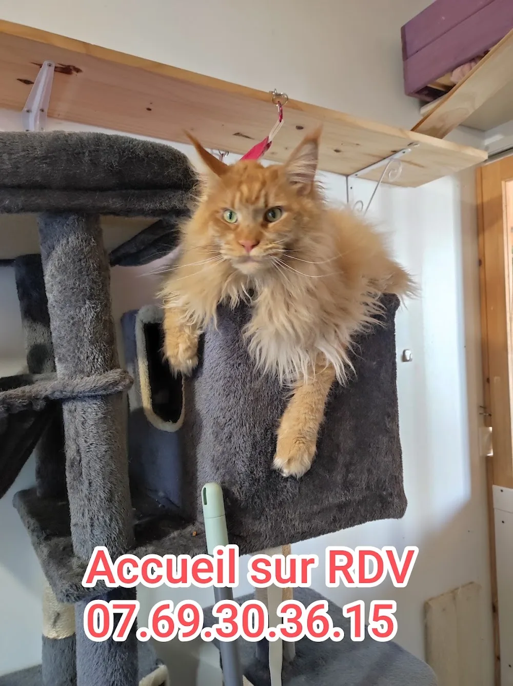 L'Hôtel des Chats - Ariège pet otel