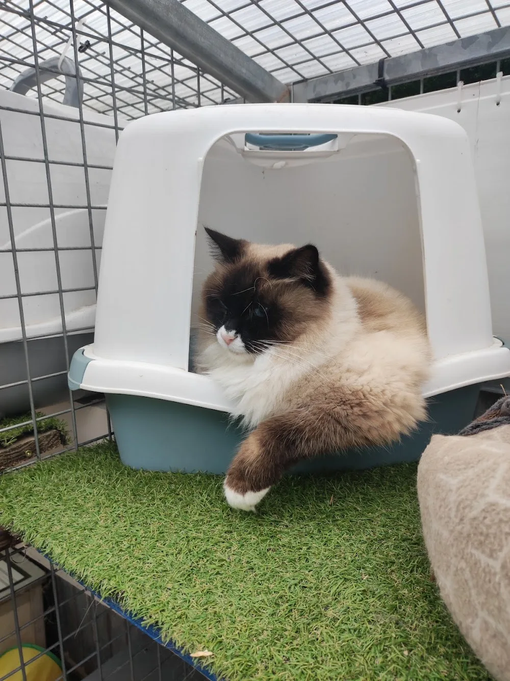 L'Hôtel des Chats - Ariège pet otel görseli 3