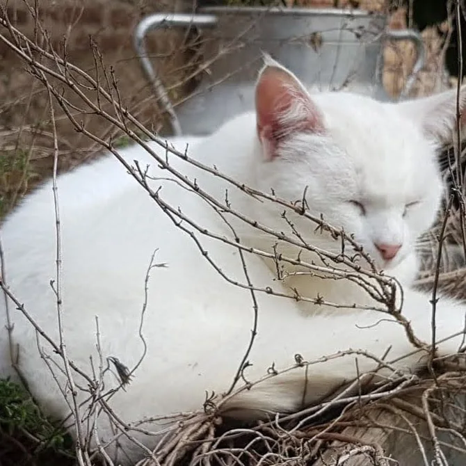 L'Hôtel des Chats - Ariège pet otel görseli 5