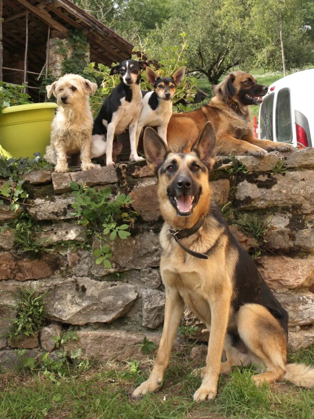 Marty & Cie - Ariège pet otel görseli 2