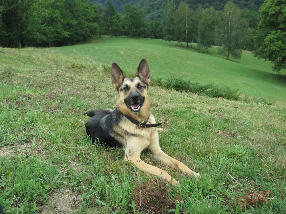 Marty & Cie - Ariège pet otel görseli 3